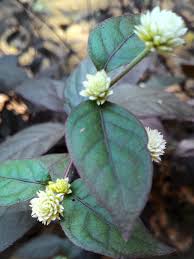 Image result for Alternanthera