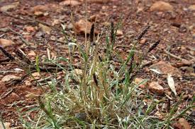 Image result for Enteropogon prieurii