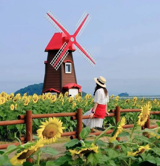강화 해바라기 축제 입장료 난정저수지 해바라기 정원