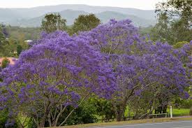 Image result for Jacaranda mimosifolia