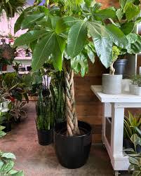 I got my plant at bjs wholesale club of all places and then started seeing it at both lowe's and home depot. Xxl Pachira Aquatica Aka Braided Money Tree Plant Goals Money Trees Big Plants