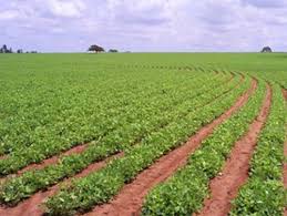 Efeito do estande de plantas na expressão da virose em amendoim no Estado  de São Paulo
