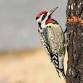 Nature’s Simple Machine Enrichment Class (Ages 5-9)