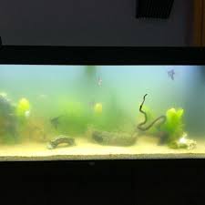 Nun kannst du endlich die ersten wenigen fische einsetzen! Aquarium Wie Lange Dauert Eine Bakterien Blute In Der Regel Bzw Wie Kann Man Das Ca Einschatzen Oder Bekampfen Fische