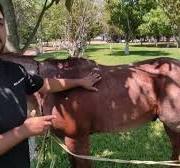 Métodos de contención en equinos