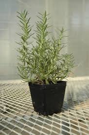 Its earthy flavor perfectly cuts the richness of meat and potato dishes. Who S The Hardiest Of Them All The Herb Exchange