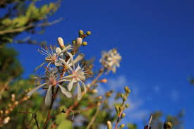 Image result for Sorghastrum fuscescens