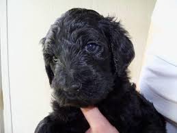 If you are unable to find your labradoodle puppy in our puppy for sale or dog for sale sections, please consider looking thru thousands of labradoodle dogs for adoption. Ckc Labradoodle Puppies For Sale In Jacksonville North Carolina Classified Americanlisted Com
