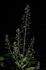 Image result for Isodon