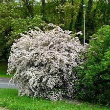 Buy Beauty Bush Kolkwitzia Amabilis 5 Seeds Online Seeds Hobbyseeds Store
