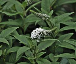 Image result for shrubby veronica hebe