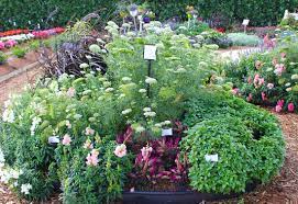 Perennials make a great foundation for a cut flower garden. Small Space Cut Flower Garden Ideas Costa Farms