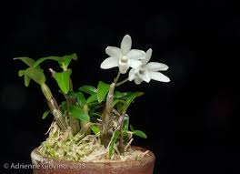Pin On Orchid
