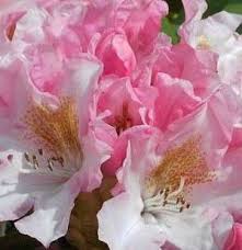 Alpenroos Kalinka Rhododendron Yakushimanum Kalinka Groene Bomen Planten Bloemen