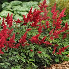 Astilbe Fanal Walters Gardens Inc