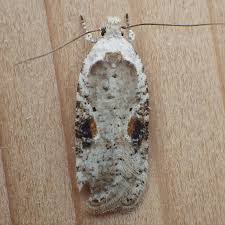 Image result for Telechrysis tripuncta