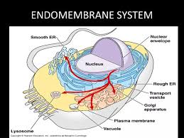 Endomembrane System - All The Organelle Components And Functions