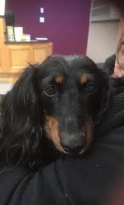 360 Mini Longhaired Dachshund Ideas Dachshund Dachshund Love Weenie Dogs