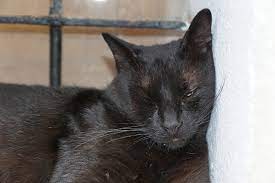 So herrscht also derzeit ein munteres gewusel in den zimmern der jungkatzen. Nullpunkt Wenn Man Fur Die Katze Ein Neues Zuhause Finden Muss