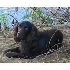 Boykin spaniel puppies for sale in myrtle beach sc. Ramblewood Kennels Boykin Spaniel Boykin Spaniel Breeder In Andrews South Carolina