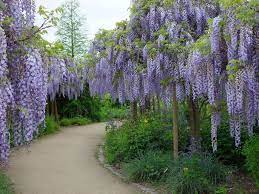 Wisteria Floribunda Japanese Wisteria World Of Flowering Plants Wisteria Tree Garden Vines Bonsai Tree