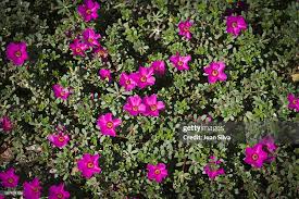 Image result for Portulacaceae
