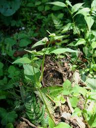 Image result for Persicaria nepalensis