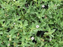 Image result for Lippia oatesii