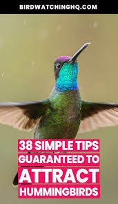 How To Attract Hummingbirds 38 Simple Tips 2020 Guide Bird Watching Hq How To Attract Hummingbirds Humming Bird Feeders Hummingbird Habitat