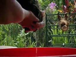 Baby sloth bath time = cute crack. Bath Time For Baby Sloths Too Cute Video Dailymotion