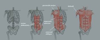 Take a look at my fully muscled torso based on actual human anatomy knowledge. Learn Muscles Anatomy Anatomy Drawing Diagram
