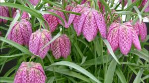 Photos, address, and phone number, opening hours, photos, and user reviews on yandex.maps. Laleaua Pestrita Poze Superbe Imagini Superbe Cu Flori Din Natura Citeste Descrierea Youtube