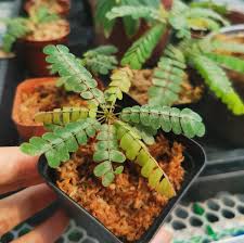 Image result for Biophytum
