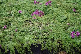 Die betreiber dieses portals haben uns dem lebensziel angenommen, heimtextilien produktvarianten unterschiedlichster variante auf. Garten Thymian Purpurteppich Kaufen Garten Von Ehren Qualitat Seit 1865 Garten Von Ehren