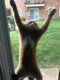 My Cat When She Realizes Shes Stuck Meme Guy