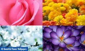 59,000+ vectors, stock photos & psd files. 40 Beautiful Flower Wallpapers For Your Desktop Mobile And Tablet Hd Wallpapers
