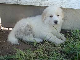 Maybe you would like to learn more about one of these? Golden Pyrenee Golden Retriever And The Great Pyrenees Mix Spockthedog Com