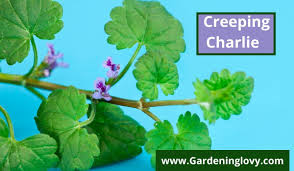 We did not find results for: Best 15 Ways How To Get Rid Of Creeping Charlie Quickly