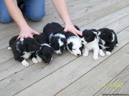 Border collie puppies grow to be very intelligent & energetic with strong herding instincts. Christmas Border Collie Puppies Price 350 For Sale In Eau Claire Michigan Best Pets Online