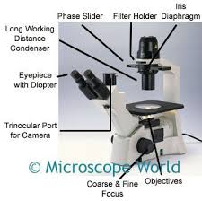 Microscope Labeling Worksheet 47 New 16 Best Parts Of The Microscope Images On Pinterest Of 26 Elegant Microscope Microscopic Images Microscopic Science Tools