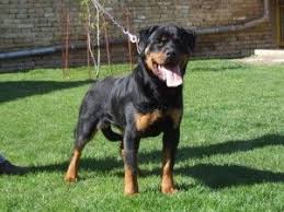 Rottweiler puppies for sale in alabama rottweiler puppies for sale in al cheap rottweiler for sale in alabama puppies for sale in north al. Rottweiler Puppies For Sale In Alabama Rottweiler Puppies Rottweiler Puppies For Sale Morkie Puppies