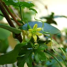 Image result for Kedrostis