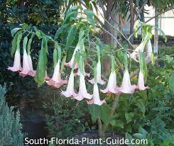 Brugmansia candida (angel's or devil's trumpets); Angels Trumpet