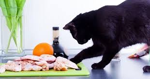 Kedilerde Cig Beslenme Cig Kedi Mamasi Nasil Hazirlanir Suzionline