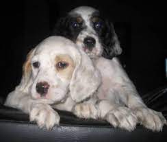 English Setter Puppies For Sale To Go New Price In Worthington Ontario For Sale Tweet English Setter Puppies Setter Puppies English Setter