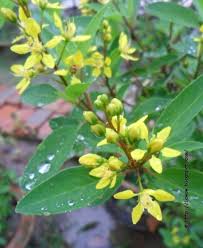 Image result for Aeschynomene glauca