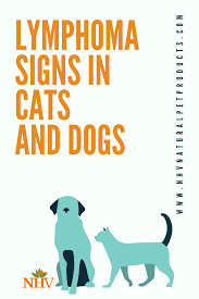 If you notice fast growing lumps on your dog that seem to be in the area of the major joints (at the neck, in front of the shoulders, in the armpits, at the back of the knees or in the groin), have your dog examined by a veterinarian, even if your pet appears to be feeling fine. Pin On Keeping Your Dog Healthy