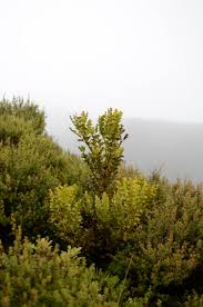 Image result for Phyllocladus