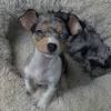 Chihuahua puppies for sale | hollywood boulevard, fl #334605. 1
