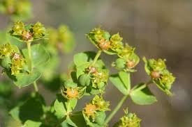 Image result for Euphorbia lividiflora